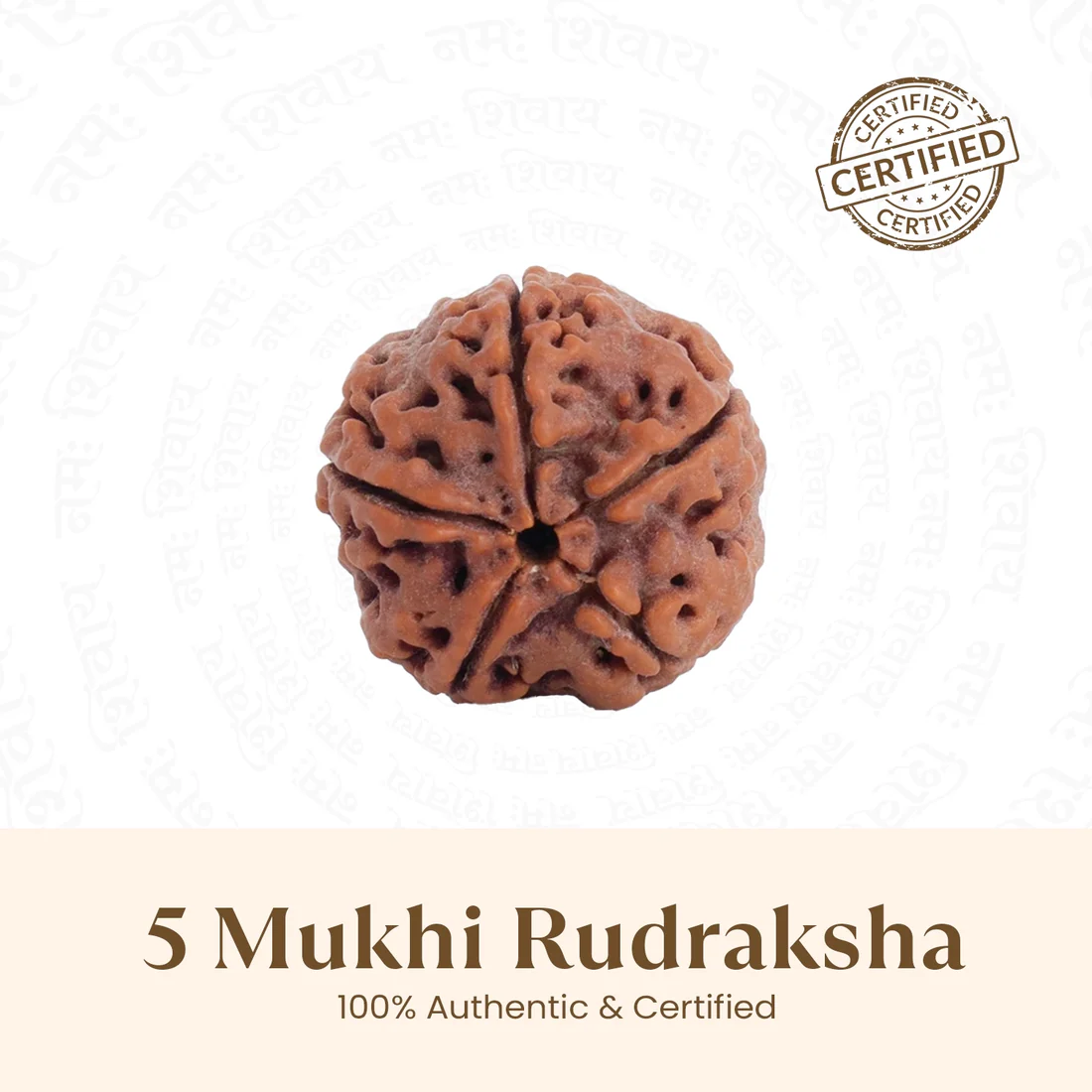 Nepal Origin 5 Mukhi Rudraksha - 17mm to 22mm