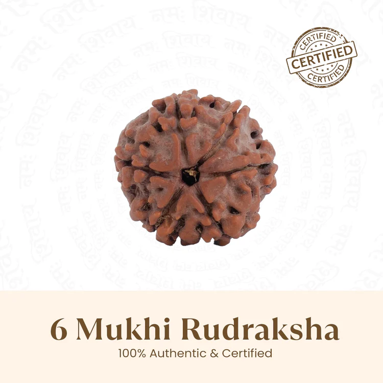 Nepal Origin 6 Mukhi Rudraksha - 17mm to 22mm
