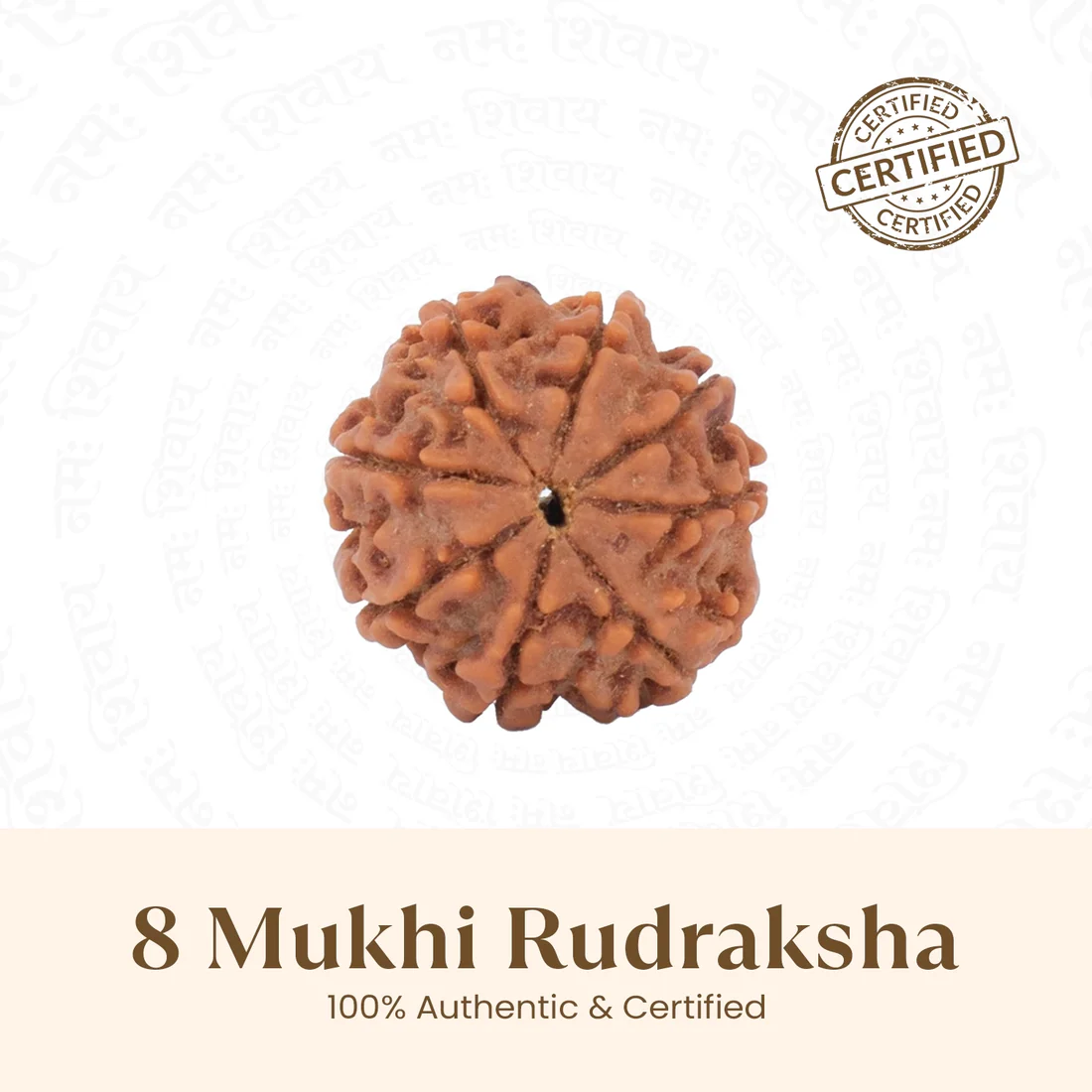 Nepal Origin 8 Mukhi Rudraksha - 17mm to 22mm