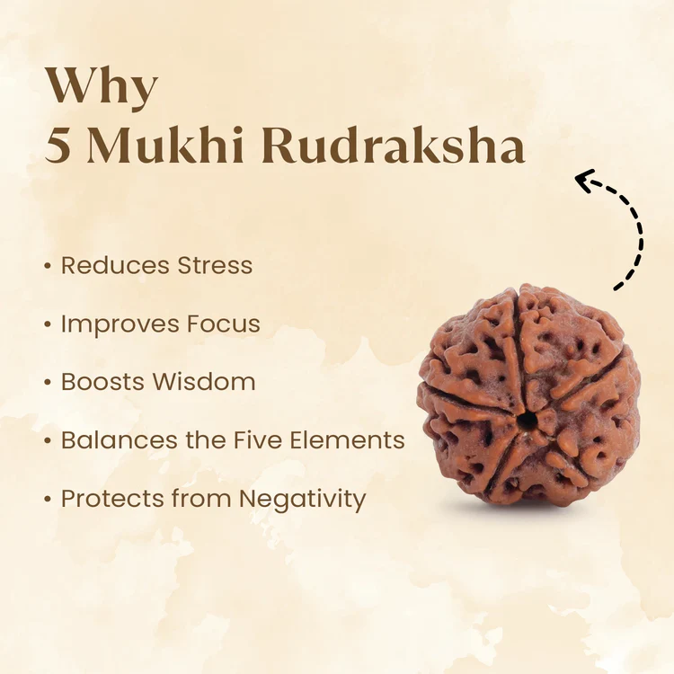 Nepal Origin 5 Mukhi Rudraksha - 17mm to 22mm - Image 2