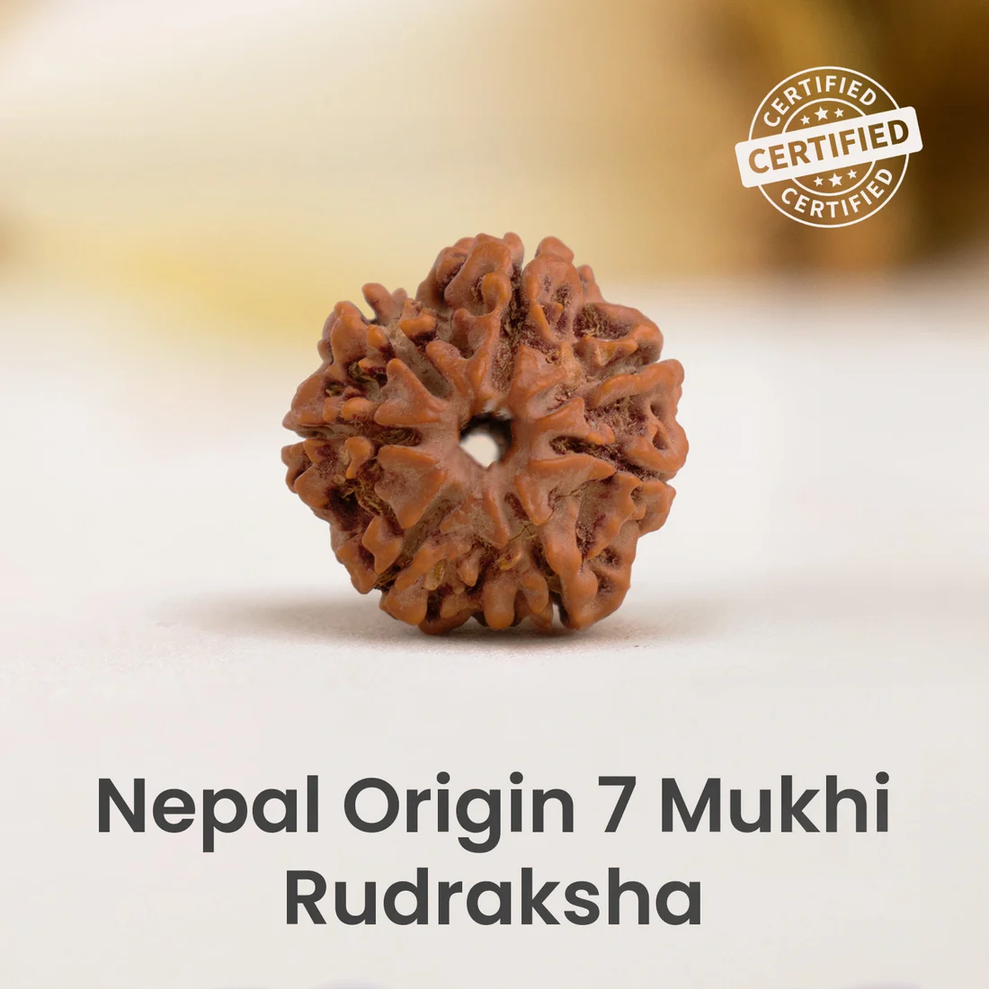 Nepal Origin 7 Mukhi Rudraksha - 17mm to 22mm