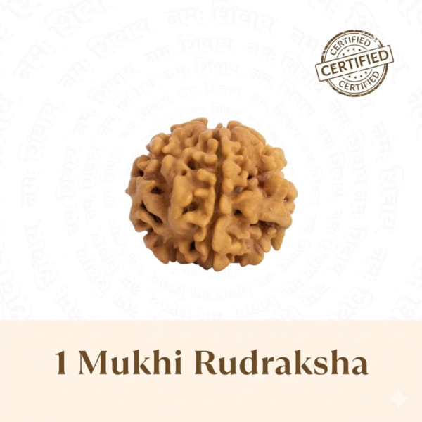 Nepal Origin 1 Mukhi Rudraksha - 17mm to 22mm (Under Developed)
